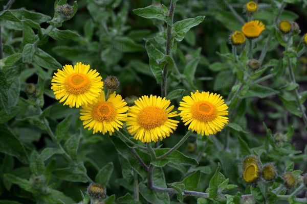 Large fleabane