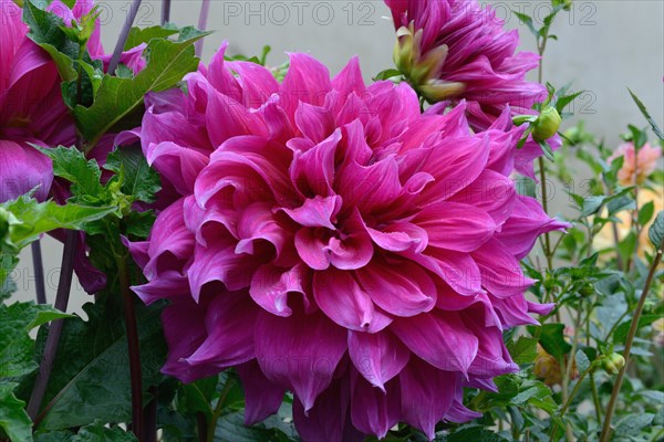 Dahlia