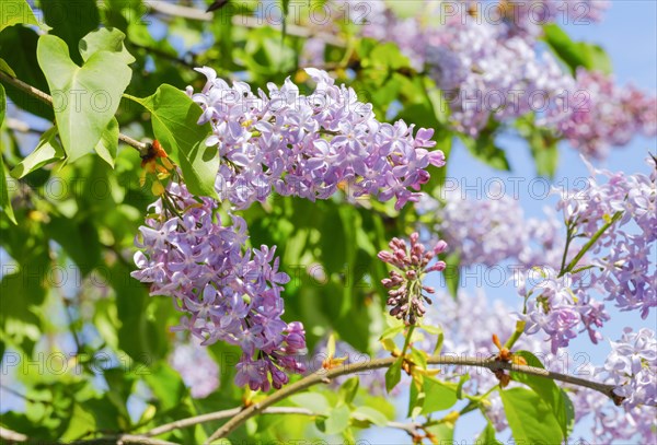 Common Common Lilac