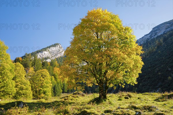 Mountain maple