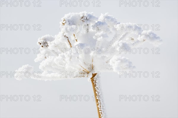 Ice detail on chervil