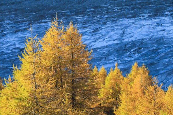 Aletsch glacier and larches