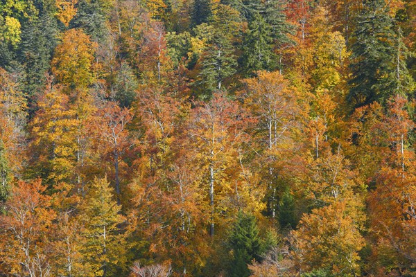 Mixed forest in autumn