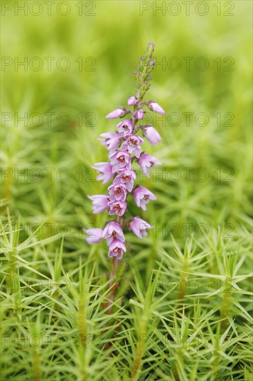 Heather flower and maidenhair moss