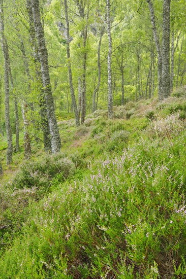 Birch forest