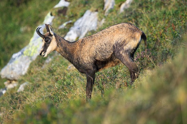 Chamois