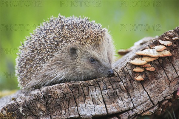 European hedgehog