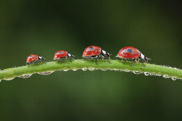 Two-spot ladybird on blade of grass