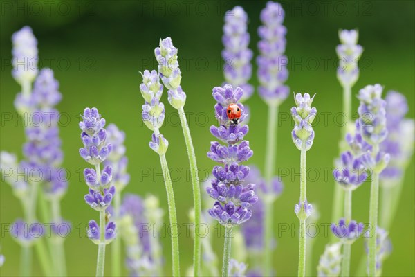 Two-spotted ladybird on lavender flower