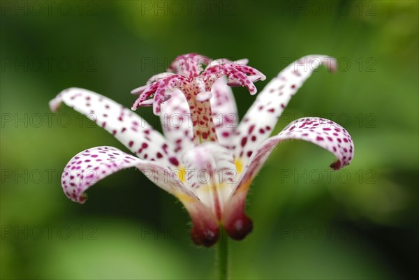 Toad Lily