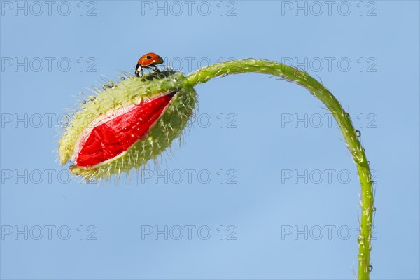 Two-spotted ladybird on poppy flower