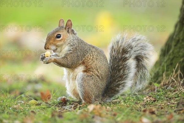 Eastern gray squirrel