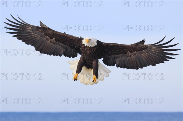 Bald eagle