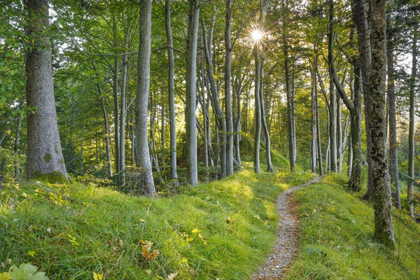 Waldweg