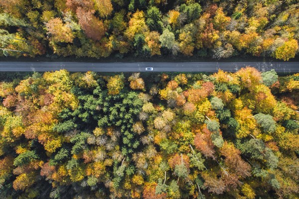 Car driving on forest lined road