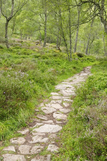 Footpath in birch forest