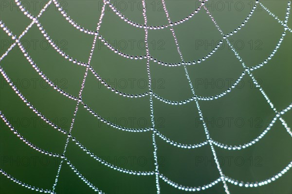 Dewdrops on a spider's web