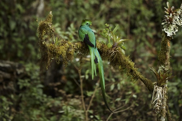 Resplendent Quetzal