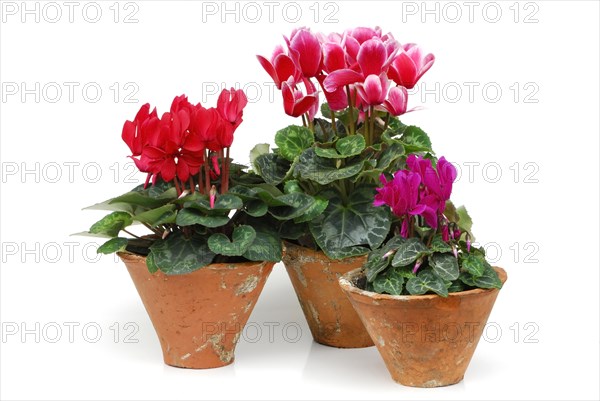 Cyclamen