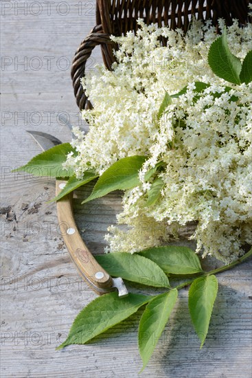 Elderflower in basket