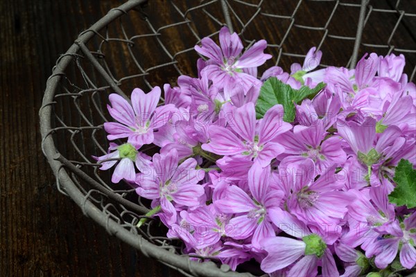 Common mallow