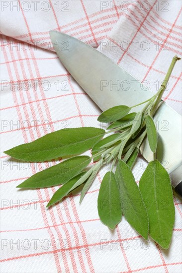 Sage sprig with knife