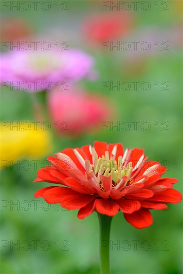 Common zinnia