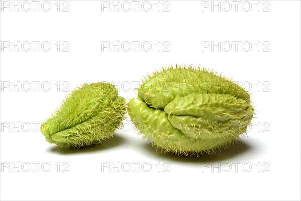 Chayote