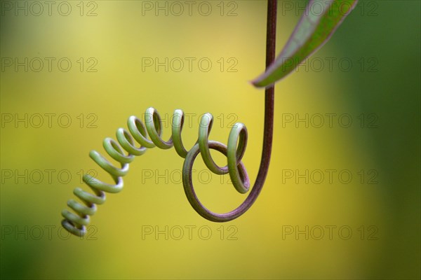 Vine of a passion flower