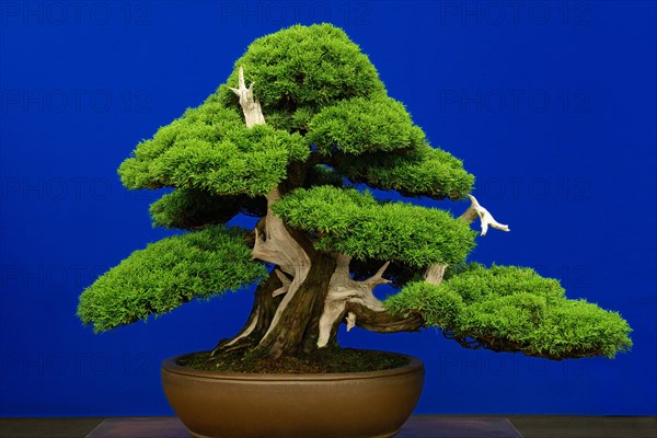 Bonsai tree