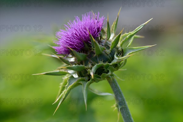 Milk thistle