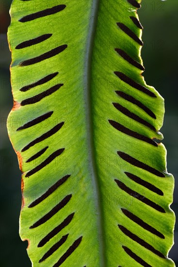 Fern