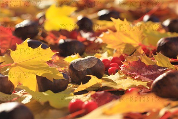 Maple leaves with horse chestnut