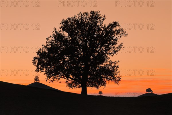 Oak at Hirzelpass