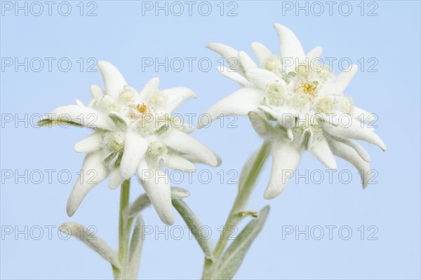 Alpine Edelweiss