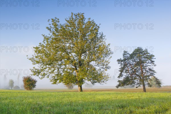 Oak and pine