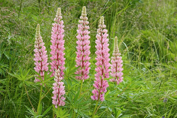 Multileaved lupin