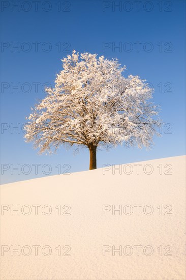 Lime tree in winter