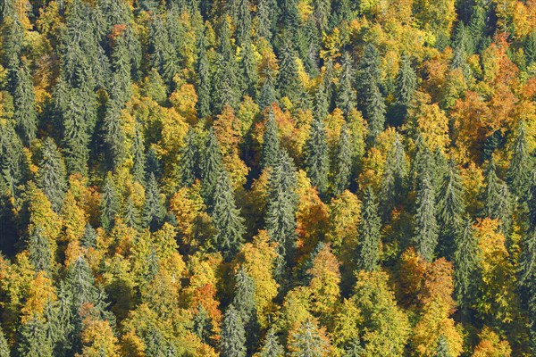 Mixed forest in autumn