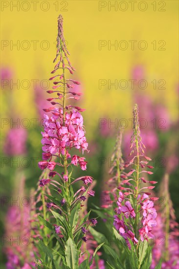 Narrow-leaved willowherb and rape field