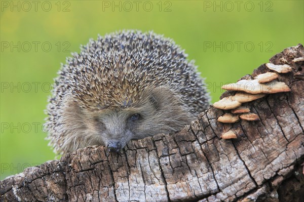 European hedgehog