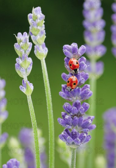 Two-spotted ladybird on lavender flower