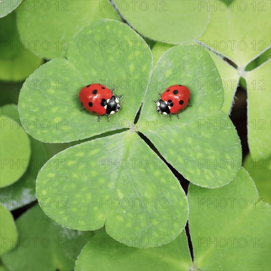 Seven-spot ladybird on clover