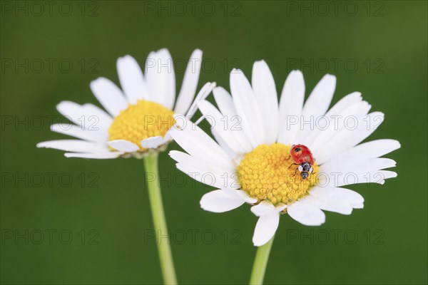 Two-spotted ladybird on daisy