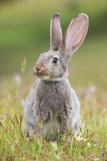 Wild rabbit