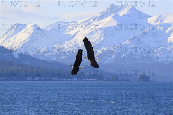 Bald eagle