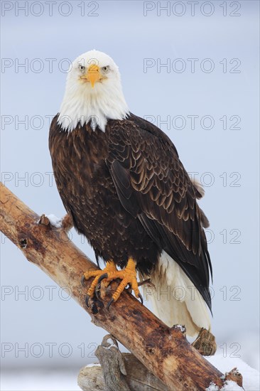 Bald eagle