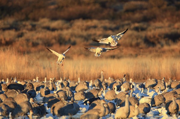 Snow goose