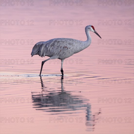 Sandhill crane