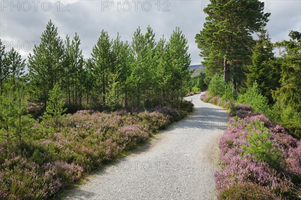 Gravel path in Caringorms N.P.